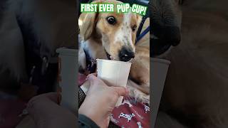 🌹Dog REACTS to first PUP CUP!👁👄👁 🐕#pupcup #dog #doggo #funnydogs #dogeating #cutedog #dogmom #memes