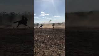 pega de boi #sertão #forro #piseiro #vaqueiro #locutor #drone #cavalgada #ceará