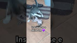 #cat#adote#viralvideo #gatos#adoteumgato #pets#adoteumgatinho #gatosfofos #gatoschile #shortsbrasil