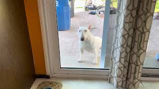 Nita (Fat Butt) At The Door (Ready To Come In)