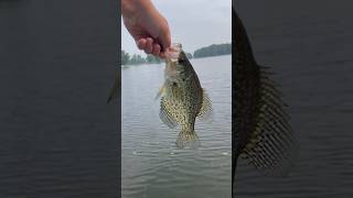 Big 9 1/2 inch Croppie on the beadle spin