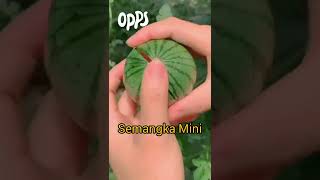 Buah Semangka Mini #shorts #pertanian #sayuran #buah