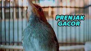 SUARA PRENJAK GACOR DOR TANPA IKLAN | COCOK BUAT MASTERAN & PANCINGAN PRENJAK MERAH