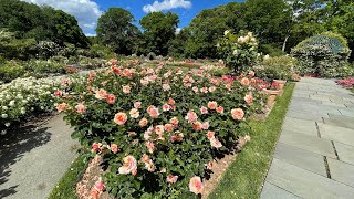 Roses are blooming in the New York Botanical Garden June 2022 | NY vlog Ботаническа градина в Бронкс