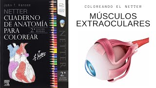 COLOREANDO Músculos extraoculares - Anatomía de colores de Netter 🖌🖍