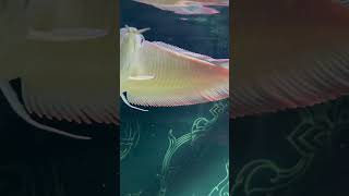 Silver Arowana #aquarium #freshwater #arowana #relaxing #asianarowana