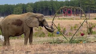 The Elephant Sanctuary | Tange's Milestone 50th Birthday