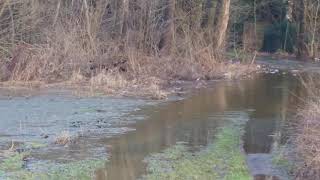 Hochwasser - nach Schneeschmelze und Regen