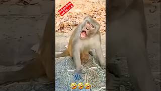 Funny  Monkey viral video 🤣🤣🤣 #funny #comedy #shorts