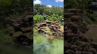 #nature #aquaristic #fish #ponds #waterfall #beautiful #breathtaking #youtubeshorts #viral