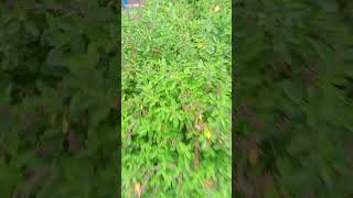 Tulsi plants