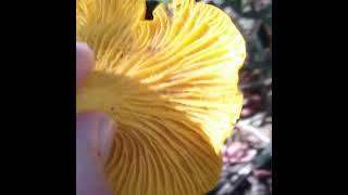 Beautiful Chanterelle Mushroom