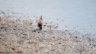 Little Ringed Plover