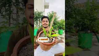 ईच्छा पूरी करने वाले 6 पोधें 🤑 🪴 #luckyplants #viralreels 9354552148