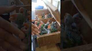 Hand feeding #ringneckparrot #row