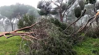 Lots of Trees was destroyed after the Snowstorm//madrid spain//dehesa