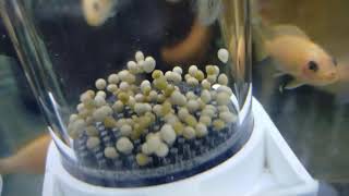 African cichlid with their eggs *STUNNING*