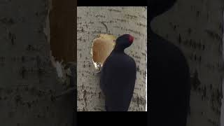 Apple style house . Black woodpecker. #birds #wildlife#