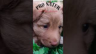 Pro Natur Hundewelpen