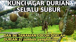 Pakai pupuk ini❗❗dijamin subur, kegiatan cangkok jamb...