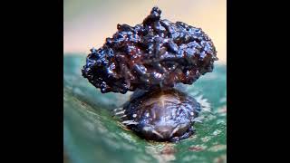 Curry-leaf Tortoise Beetle Larva (Silana farinosa) with its 'signature' frass #nature #macro