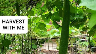 Organic summer garden vegetables - Harvest with me