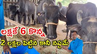 2 లక్షలు నష్టం mutyalu buffalo dairy farm @MalleshAdla