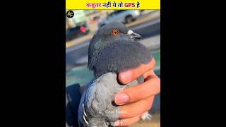 Pigeons Have Natural GPS #shorts