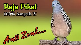 PANCINGAN PERKUTUT // RAJA PIKAT ANTI ZONK TERBUKTI PALING AMPUH UNTUK PIKAT DAN PANCING BUNYI !!