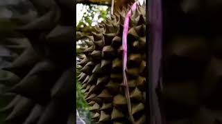 Tujuh tahun menanam Pohon Durian dapat panen buah di kemudian hari. selamat bertani yang cerdas