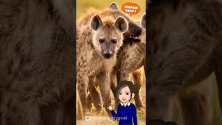 Tahukah Kamu : Hyena #shorts