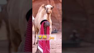 Camel Video |  yalla hel hel hel | #animals #shorts #shortsfeed