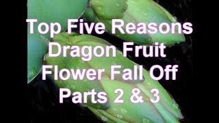 Parts 2 & 3 Top Five Reasons Dragon Fruit Flowers fall Off and Turn Yellow 101 series