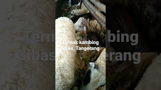 Ternak kambing tanpa ngarit rumput #shorts