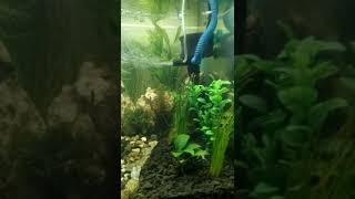 Aquascape #1