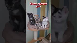 Котята в добрые руки #волонтерство #дом #животные #москва #помощь #приют #кот #котята #девонрекс