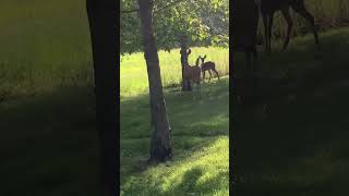 I spotted some deer while on a bike ride on a trail in my grandma’s retirement community.