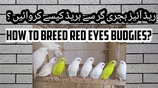 How to breed budgerigars ?