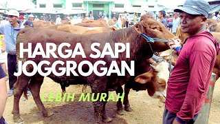 Harga Sapi Jantan Jogrogan Terbaru di Pasar Sapi Banjarnegara Hari Ini