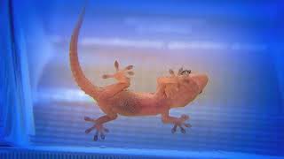 Lizard Licks Orange & Plays with Juice  Cute & Funny Reptile Moment!