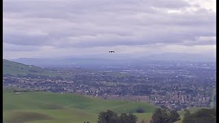 Eagle soaring at Vargas Plateau