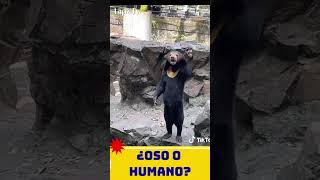 Qué Opinas…¿Oso Real o Humano? 🐻