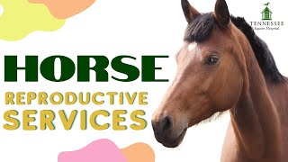 Everything you need to know about Equine Hospital Reproductive Services with Dr. Matthew