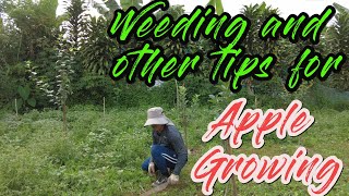 Tips in Apple growing in the Philippines