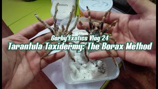 Tarantula Taxidermy: The Borax Method - Gorby Exotics Vlog 24