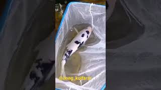 Koi Bekko Quality