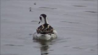 Smalnäbbad simsnäppa/Red-necked Phalarope.