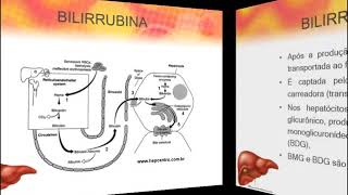 Avaliação laboratorial da função hepática - Bioquímica Clínica