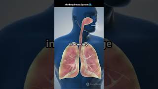 the Respiratory System 🌬️ #RespiratorySystem, #HealthTips, #Wellness