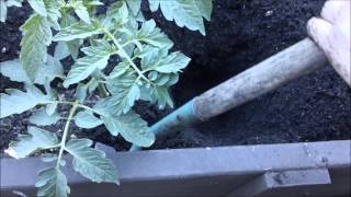 My peppers and tomatoes 2012 part 9